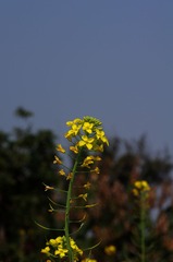 油菜花-1016.jpg