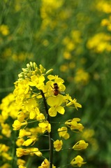 油菜花-1017.jpg