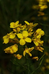 油菜花-1019.jpg