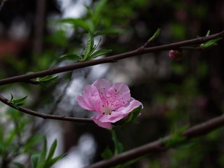 小花-1212.jpg