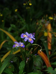 小花-1213.jpg