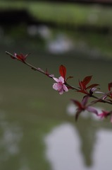 小花-1214.jpg
