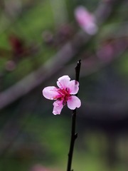 小花-1215.jpg