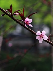 小花-1216.jpg