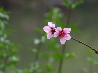 小花-1217.jpg