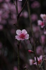 小花-1218.jpg