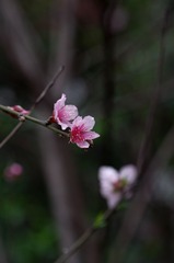 小花-1219.jpg
