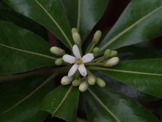 小花-1221.jpg