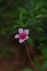 小花-1222.jpg