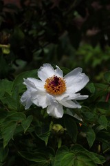 牡丹-0101.jpg