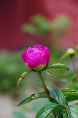 牡丹-0104.jpg