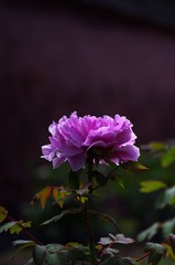 牡丹-0105.jpg