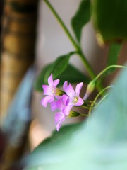 小花-1510.jpg