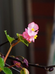 小花-1501.jpg
