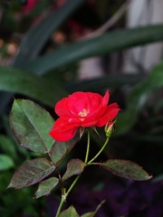 小花-1502.jpg
