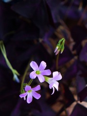 小花-1504.jpg