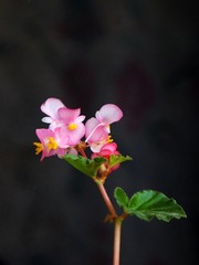 小花-1505.jpg