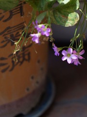 小花-1507.jpg