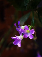 小花-1508.jpg