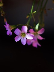 小花-1509.jpg