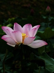 荷花-1402.jpg