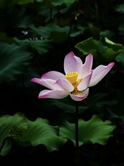 荷花-1403.jpg