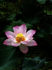 荷花-1404.jpg