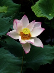 荷花-1408.jpg
