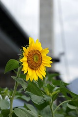向日葵-0104