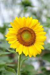 向日葵-0108