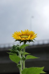 向日葵-0115