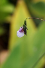 牵牛花-0104