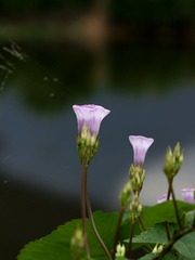 牵牛花-0101