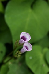 牵牛花-0102