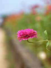 菊花-0101