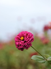 菊花-0103