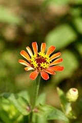菊花-0105