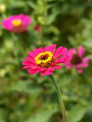 菊花-0108