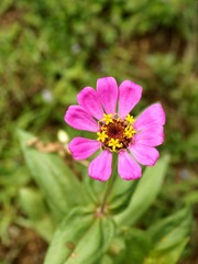 菊花-0110