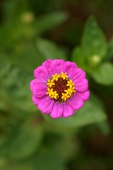 菊花-0114