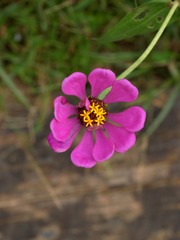 菊花-0115