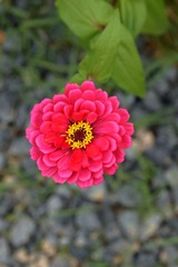 菊花-0116