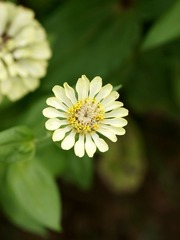 菊花-0117