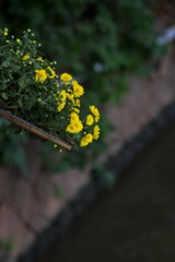 菊花-1005