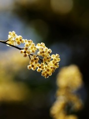 2014梅花-0120