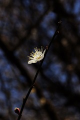 2014梅花-0101