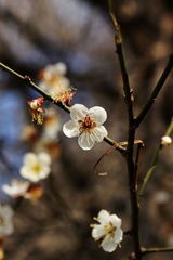 2014梅花-0102