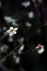 2014梅花-0103