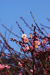 2014梅花-0105
