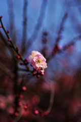 2014梅花-0106